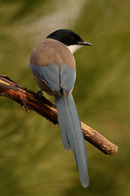 Rabilargo (Cyanopica cyanus)